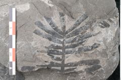 Foto (Detailansicht) von Pterophyllum longifolium Br. (NHMW-GEO-2024-0188-10624)